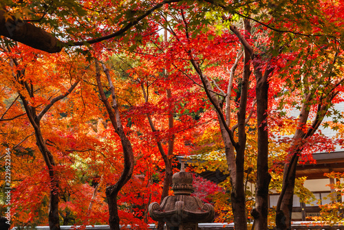 秋の宝徳寺　床もみじと紅葉(群馬県桐生市)