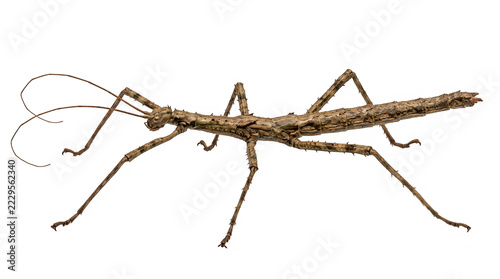 A detailed brown stick insect standing on a flat surface in profile view