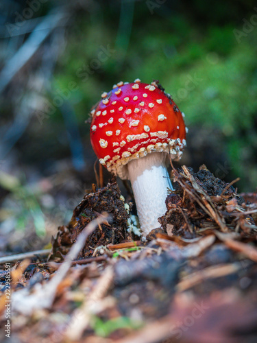 A Fly Agaric Mushroom in a Wood