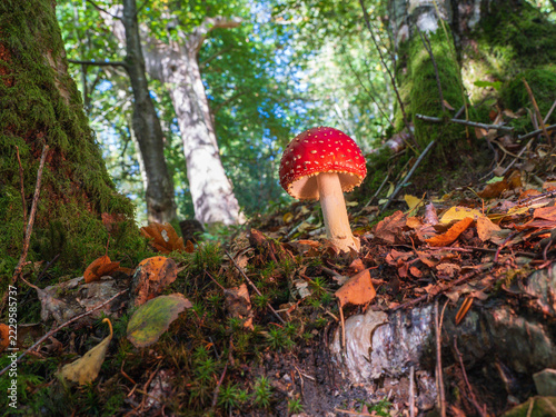A Fly Agaric Mushroom in a Wood