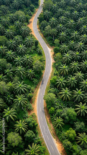 Winding roads and green oil palm plantations as seen from a drone’s perspective