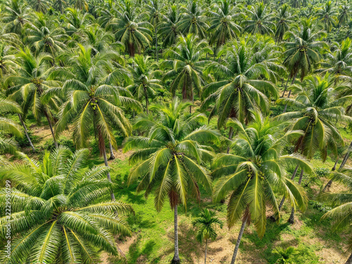 a green coconut palm plantation as seen from above