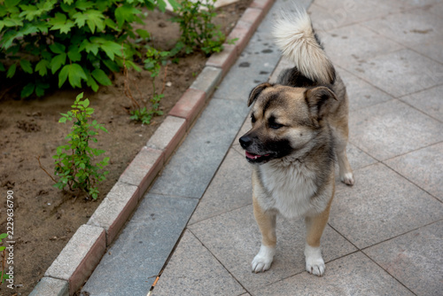 Top view of Chinese native dog walking in courtyard, fluffy mixed coat stray dog
