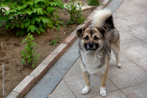 Top view of Chinese native dog walking in courtyard, fluffy mixed coat stray dog
