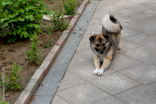 Top view of Chinese native dog walking in courtyard, fluffy mixed coat stray dog