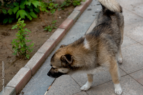 Top view of Chinese native dog walking in courtyard, fluffy mixed coat stray dog