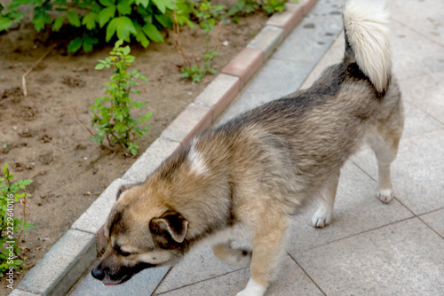 Top view of Chinese native dog walking in courtyard, fluffy mixed coat stray dog