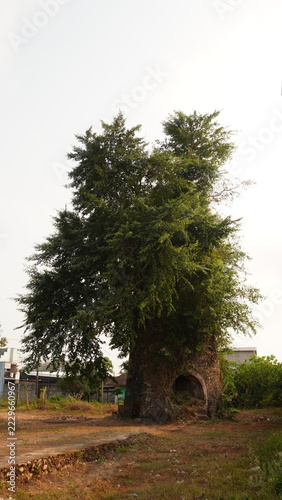 Obraz na plátně A botanical image featuring an old Ficus benjamina tree, its roots entwined arou