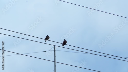 Two wild pigeons resting together on overhead power lines against pale blue daytime sky
