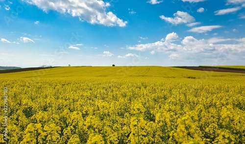 rural areas and landscapes. photos of canola fields and cloudy skies.