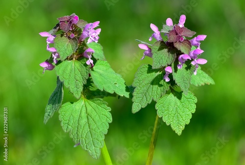 photos of wildflowers and wildflowers. dead nettle flower.