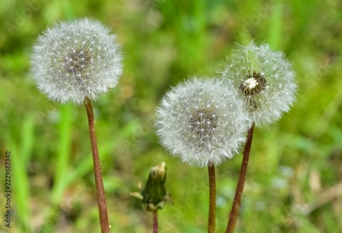 various fluffy dandelions flower photos