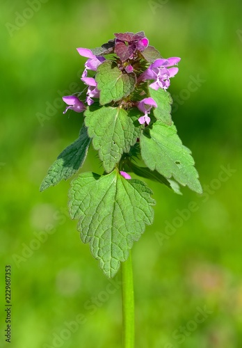 photos of wildflowers and wildflowers. dead nettle flower.