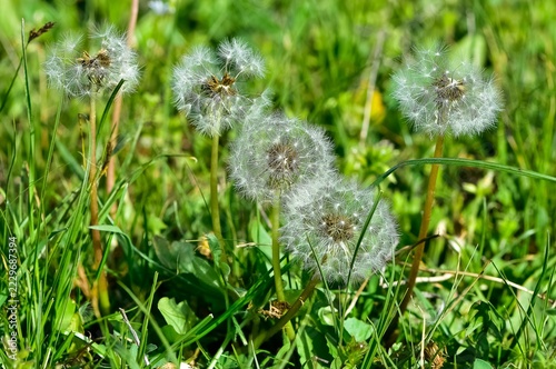 various fluffy dandelions flower photos