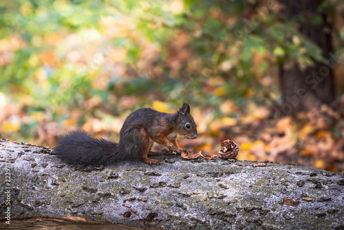 Red squirrel eating a walnut. BUZIAS, ROMANIA - OCTOBER 18, 2026: Eurasian red squirrel Sciurus vulgaris standing on a tree log eating a walnut in Buzias Park. 