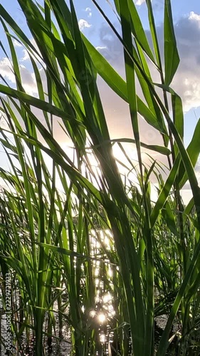 Dense reed grass rises against a bright sky during golden hour. The camera tilts upward through moving stems while sunlight flashes between leaves and shadows shift in the wind.