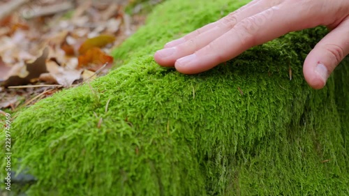 Close up of hand touching green moss growing on a fallen tree in forest. Exploring nature and forest plants