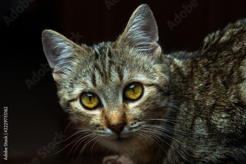 Close up portrait of tabby cat with glowing yellow eyes on dark background intense gaze domestic animal