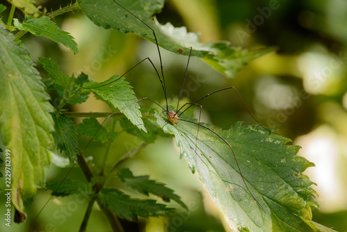 Harvestman on a leaf.