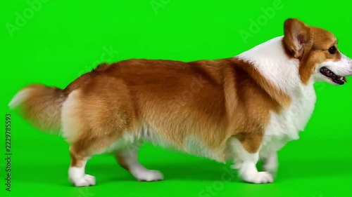 Fluffy pembroke welsh corgi dog walking across bright green chroma key background in studio