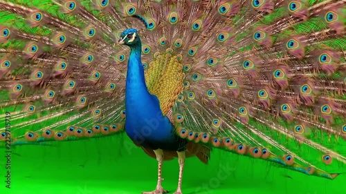 Magnificent blue peacock spreading its colorful tail feathers against bright green chroma key background setup