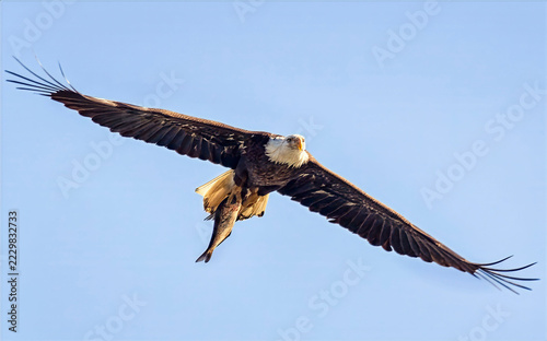 Bald Eagle With Fish in Talons