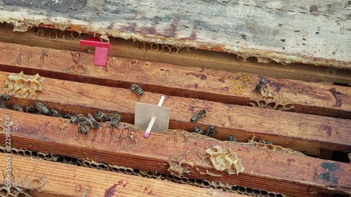 A close-up view of a beekeeper in work gloves carefully moving wooden frames with honey bees crawling on top inside an active beehive during routine apiary maintenance.