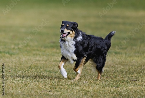 Mixed breed dog between Border Collie and Australian Shepherd jumps across meadow, Switzerland