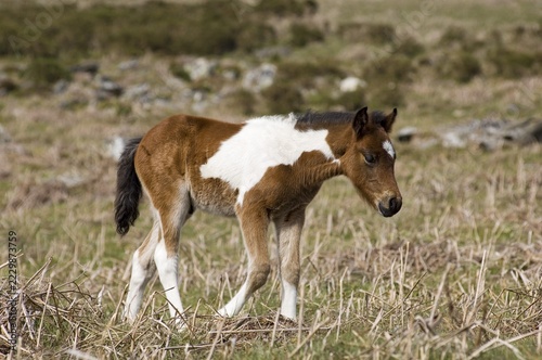 Pony foal Dartmoor National Park Devon England