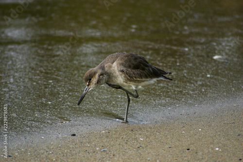 A California Willet on the Pacific Ocean foraging on the sandy shores of Newport Beach with the waves lapping at its feet.
