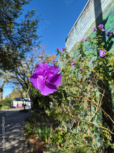 Obraz na plátně This is the blue hibiscus, the Australian equivalent of the rose of Sharon