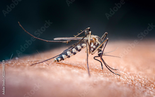 Obraz na plátně Aedes mosquito biting skin transmitting disease