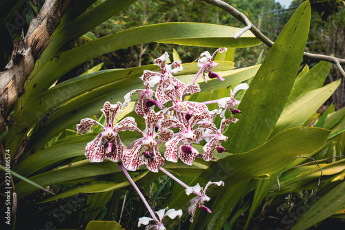 Spotted orchid flowers blooming among broad green leaves, with white petals patterned in burgundy and pink stems forming a vivid tropical display in a botanical garden