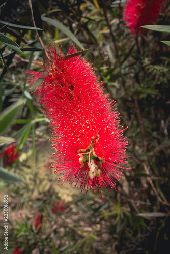Crimson bottlebrush flower blooming among narrow green leaves, vivid Callistemon inflorescence in a natural garden setting with softly blurred foliage and woodland background