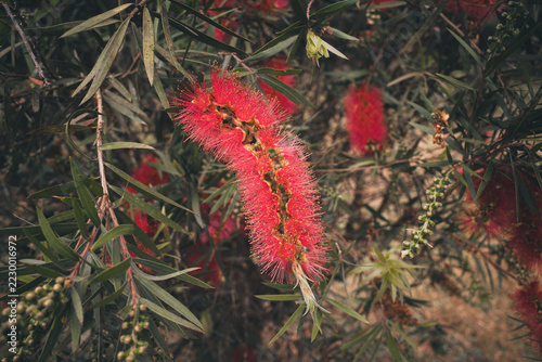 Red bottlebrush, or Callistemon, flowering among narrow green leaves, adding vivid color and texture to a natural garden shrub with several crimson blooms and fine stamens