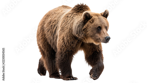 Canvas Print Large wild brown grizzly bear standing walking forward alert wildlife predator isolated on transparent background