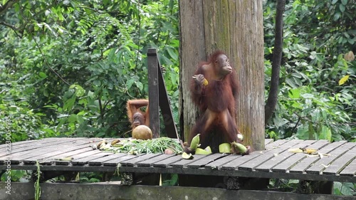 Two Orang utans feeding in the Borneo jungle