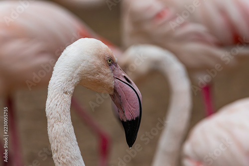 pink flamingo portrait