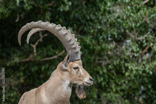 close up of a goat with big horns