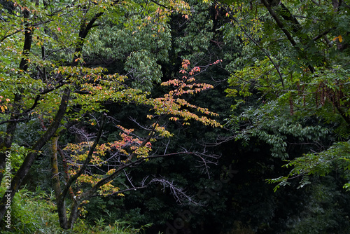 緑一色の林の中に、一足早く紅葉し始めたサクラの木がある風景