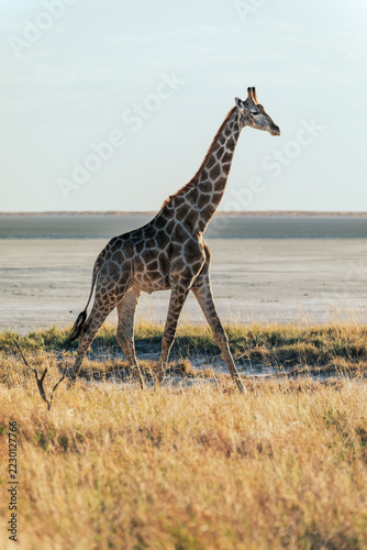 A lone giraffe steps along the rim of Etosha Pan framed by the vast Etosha landscape 