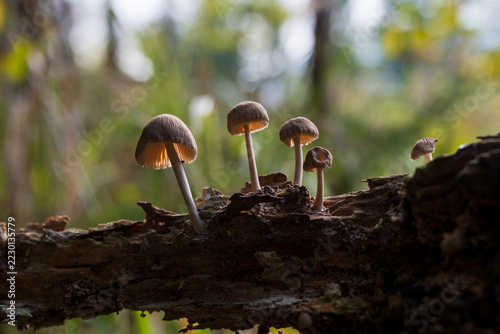 mushrooms looking in the Austrian Alps