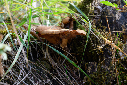 mushrooms looking in the Austrian Alps
