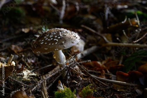 mushrooms looking in the Austrian Alps