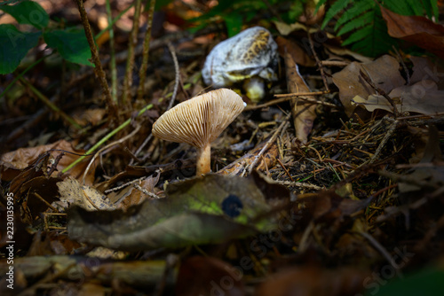 mushrooms looking in the Austrian Alps