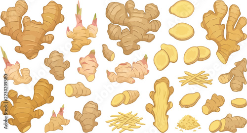 Fresh ginger root and slices with grated spice in clean vector illustration style