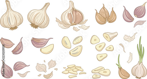 Garlic bulbs and cloves in various stages of preparation with clean white background vector illustration