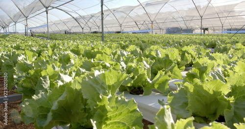 Growing hydroponic lettuce in greenhouse, showcasing sustainable agriculture techniques, copy space