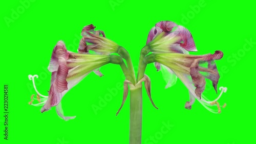 Time lapse of red and white Ambiance amaryllis flowers withering, with petals drooping, drying and turning brown while green seed pods remain, on a green chroma key background, 4K footage