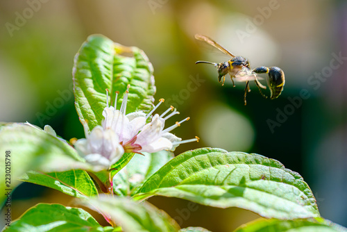 Obraz na plátně 花の前で飛んでいるハチ